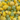 Freeze Dried Allens Pineapples
