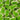 Juicy Jelly Green Frogs 100g
