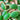 Feijoa & Cream 200g (NZ)