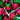 Rosey Apple Lollipop (AUS)