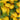 Allens Pineapples 200g (AUS)